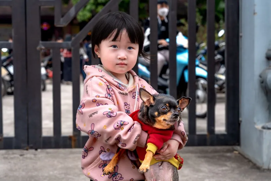 A young girl outdoors holding a Chihuahua in front of a gate with motorbikes behind.