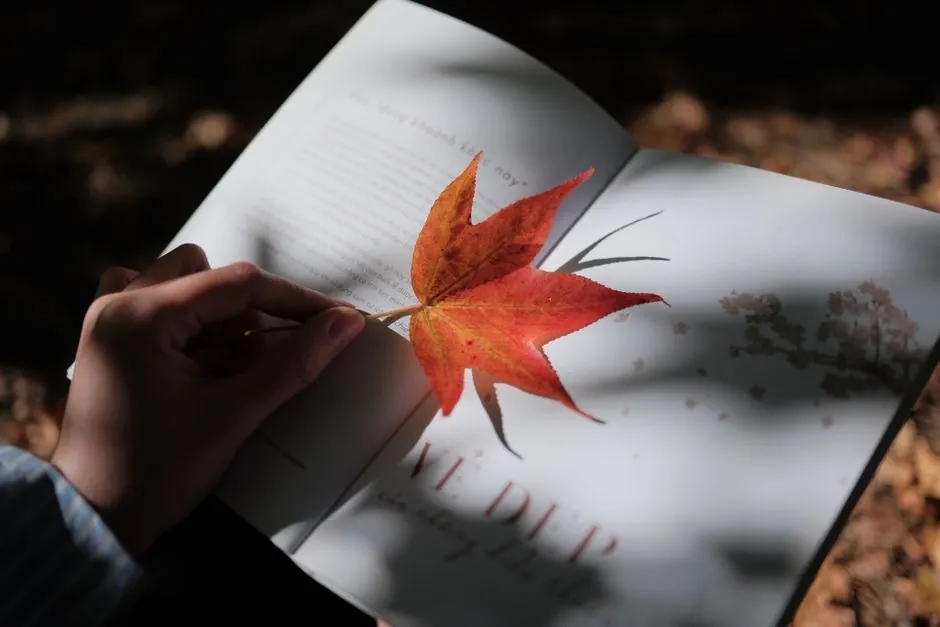 A single maple leaf rests on an open book in dappled sunlight outdoors.