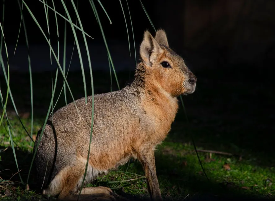 A Patagonian mara sitting on the grass under sunlight, showcasing its distinctive features.