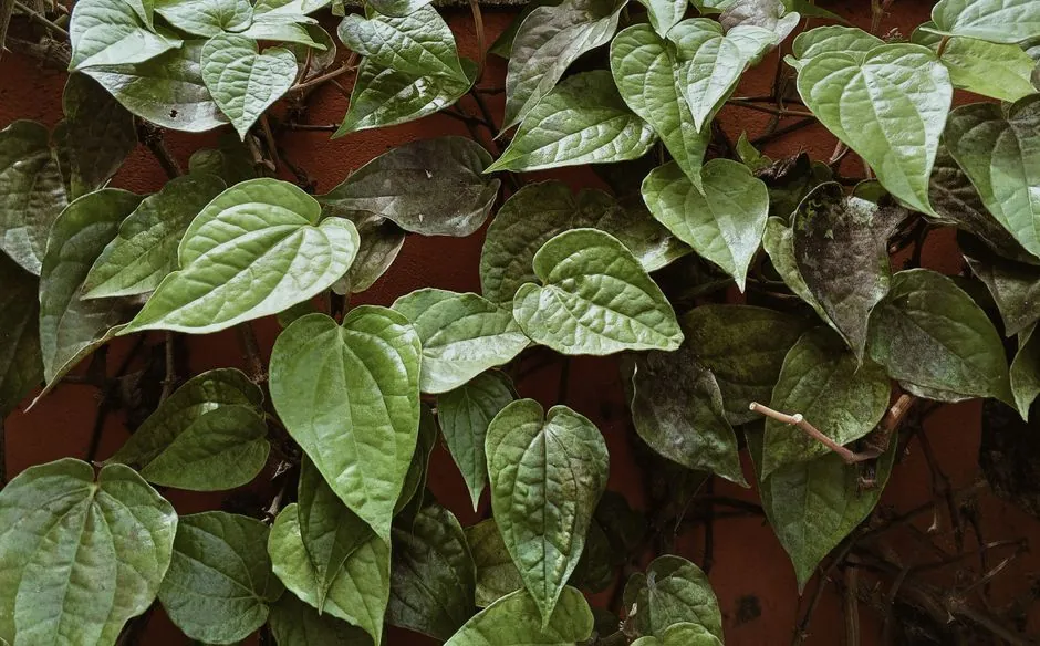 Vibrant green leaves with heart shapes climbing on a red wall.