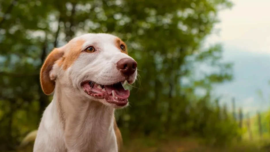 A joyful dog with brown spots enjoys its time in a lush Turkish forest.