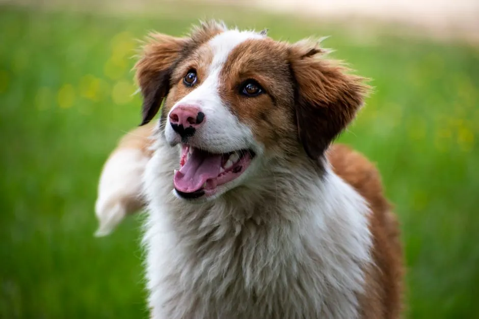 Happy Australian Shepherd puppy playing outside on a grassy field in Rodopi, Haskovo Province.