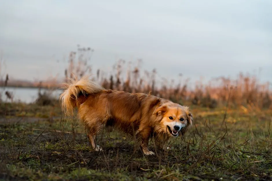 A golden dog standing in a grassy autumn field in Brzegi, Poland.